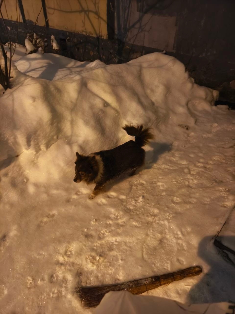 Пропала собака в Пушкине — фото объявления