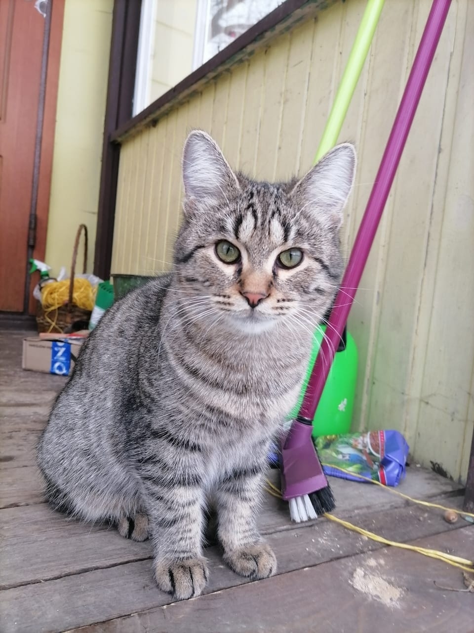 Пропала собака в Пушкине — фото объявления