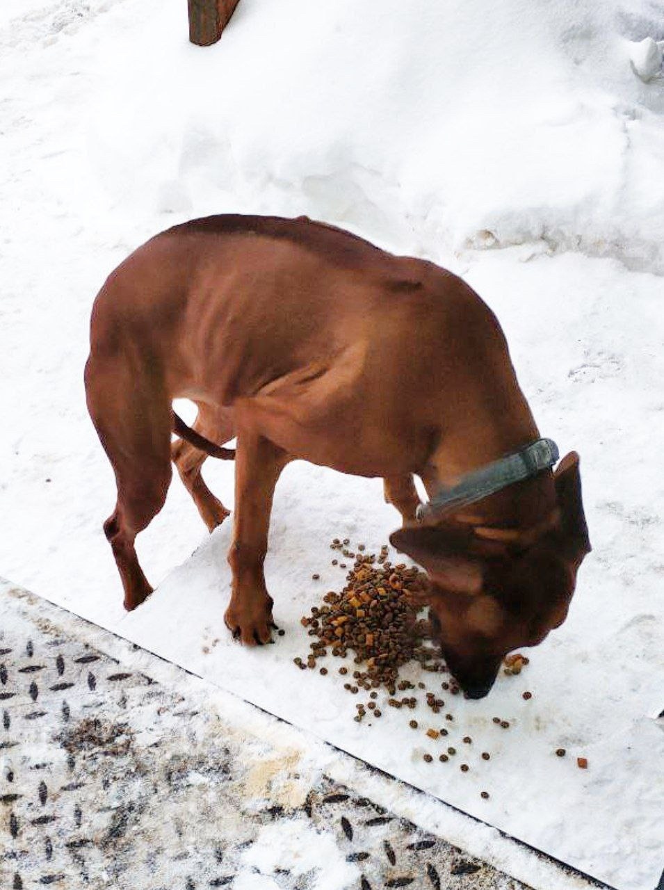 Пропала собака в Пушкине — фото объявления
