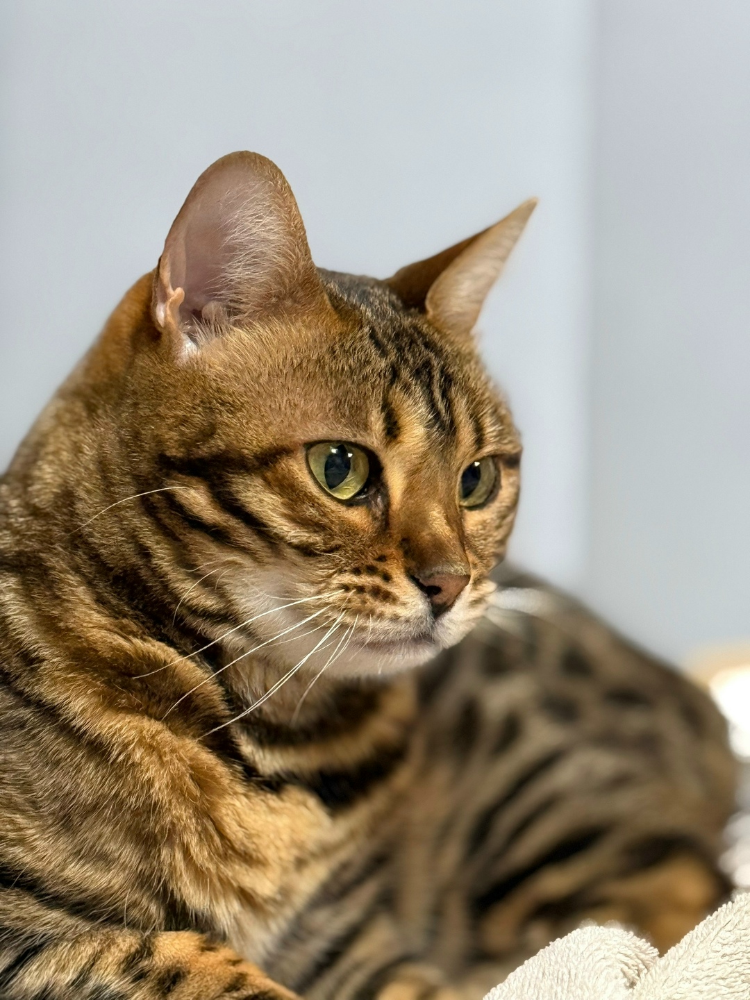 Пропала кошка в Пушкине — фото объявления