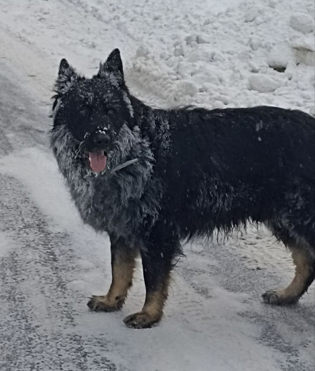 Пропала собака в Пушкине — фото объявления