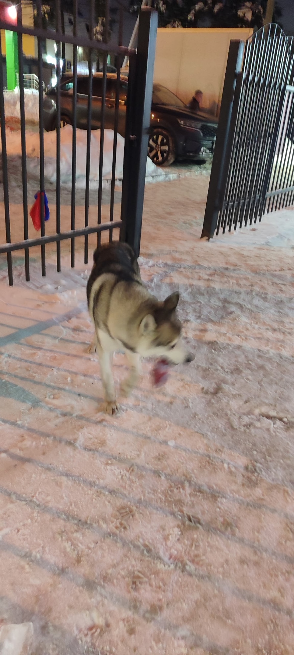 Пропала собака в Пушкине — фото объявления