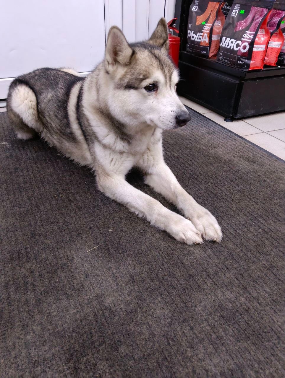 Найдена собака в Пушкине — фото объявления