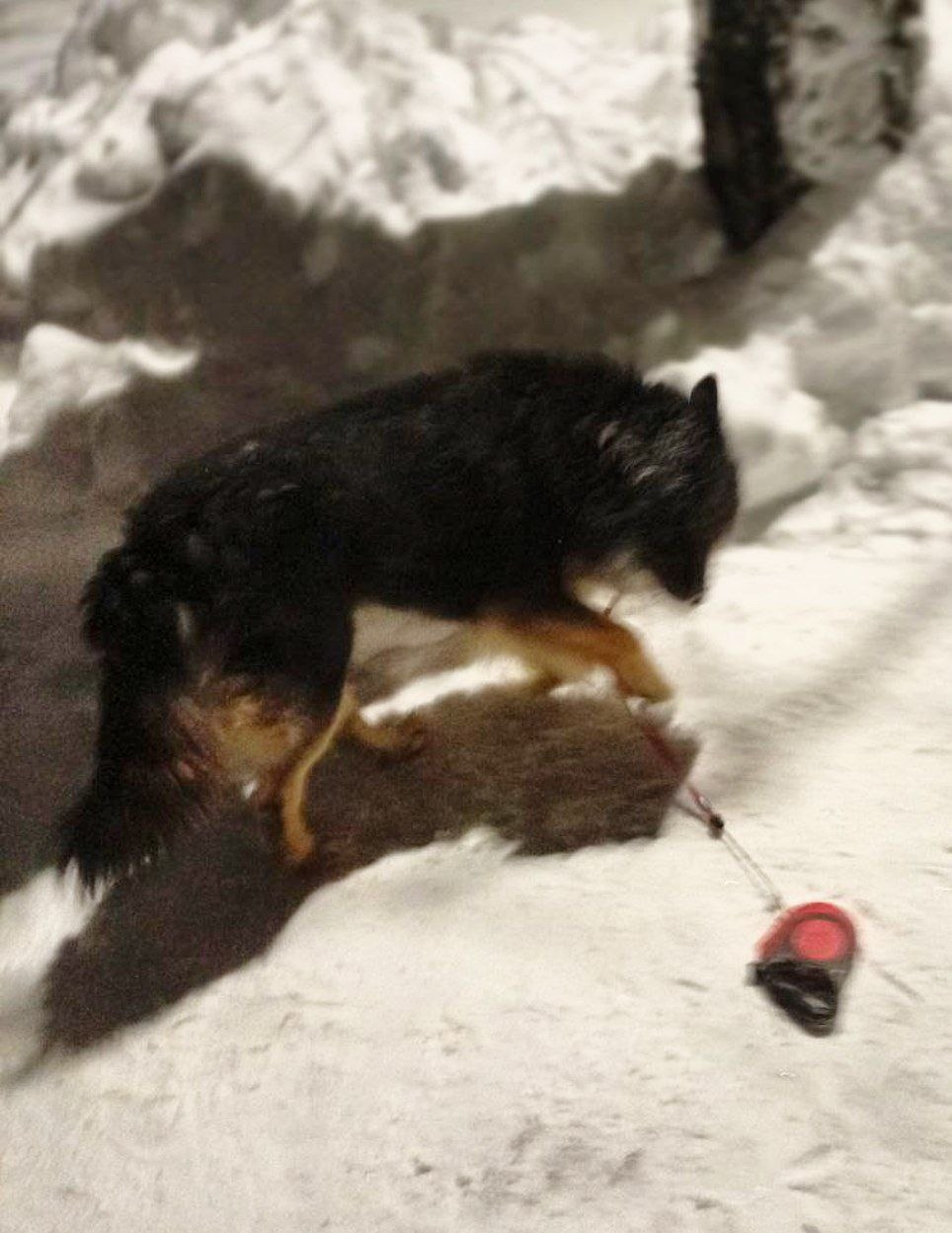 Пропала собака в Пушкине — фото объявления