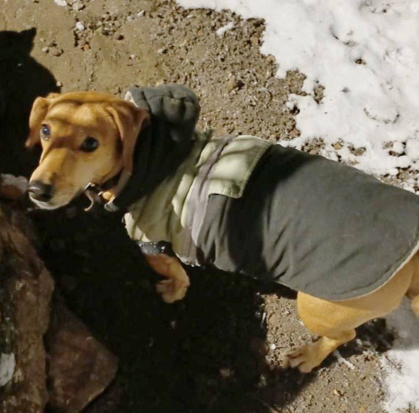 Пропала собака в Пушкине — фото объявления