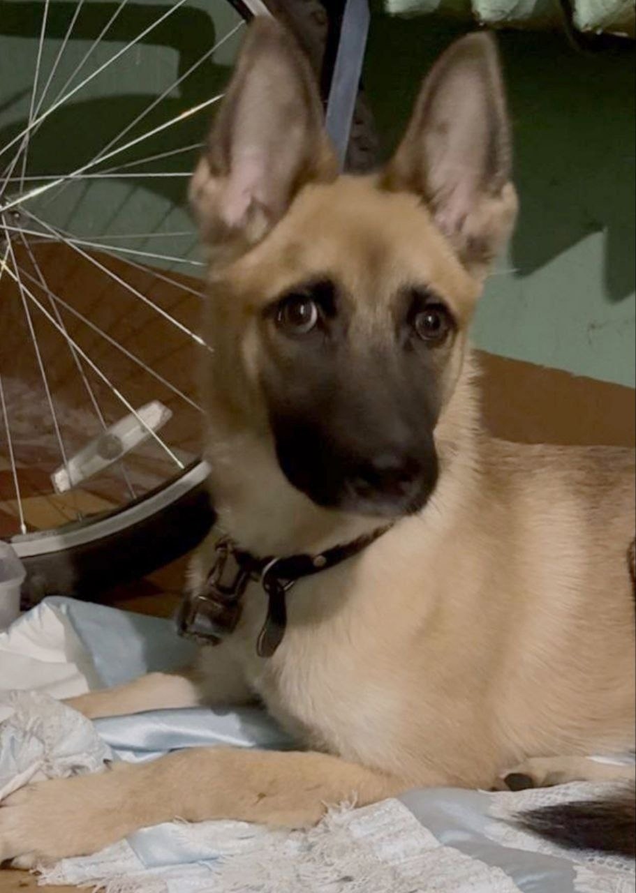 Найдена собака в Пушкине — фото объявления