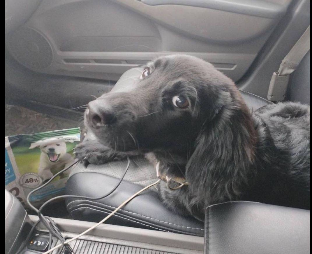 Найдена собака в Пушкине — фото объявления