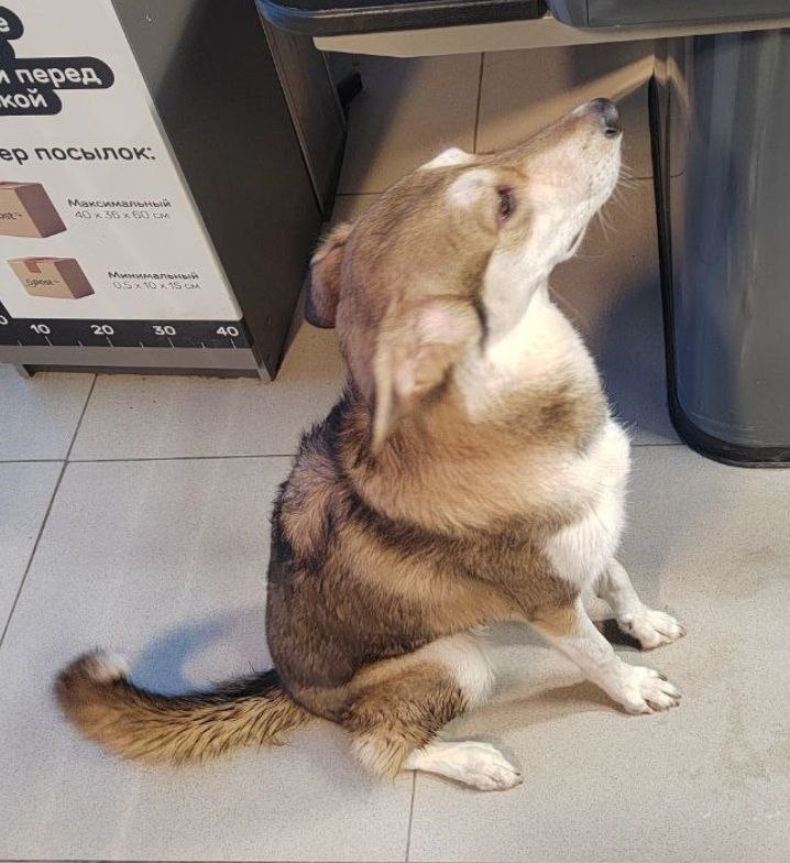 Пропала собака в Пушкине — фото объявления