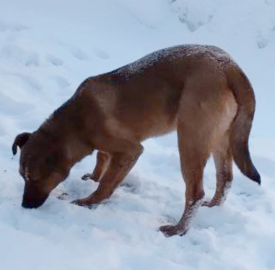 Пропала собака в Пушкине — фото объявления