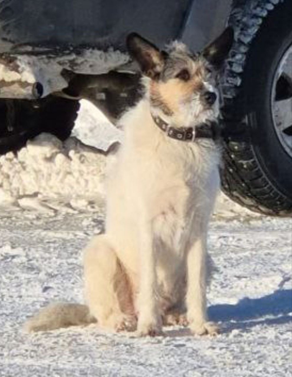 Пропала собака в Пушкине — фото объявления