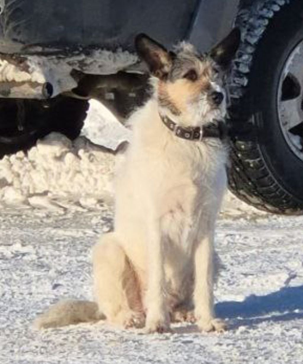 Найдена собака в Пушкине — фото объявления