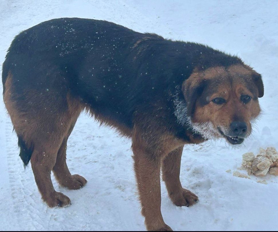 Пропала собака в Пушкине — фото объявления