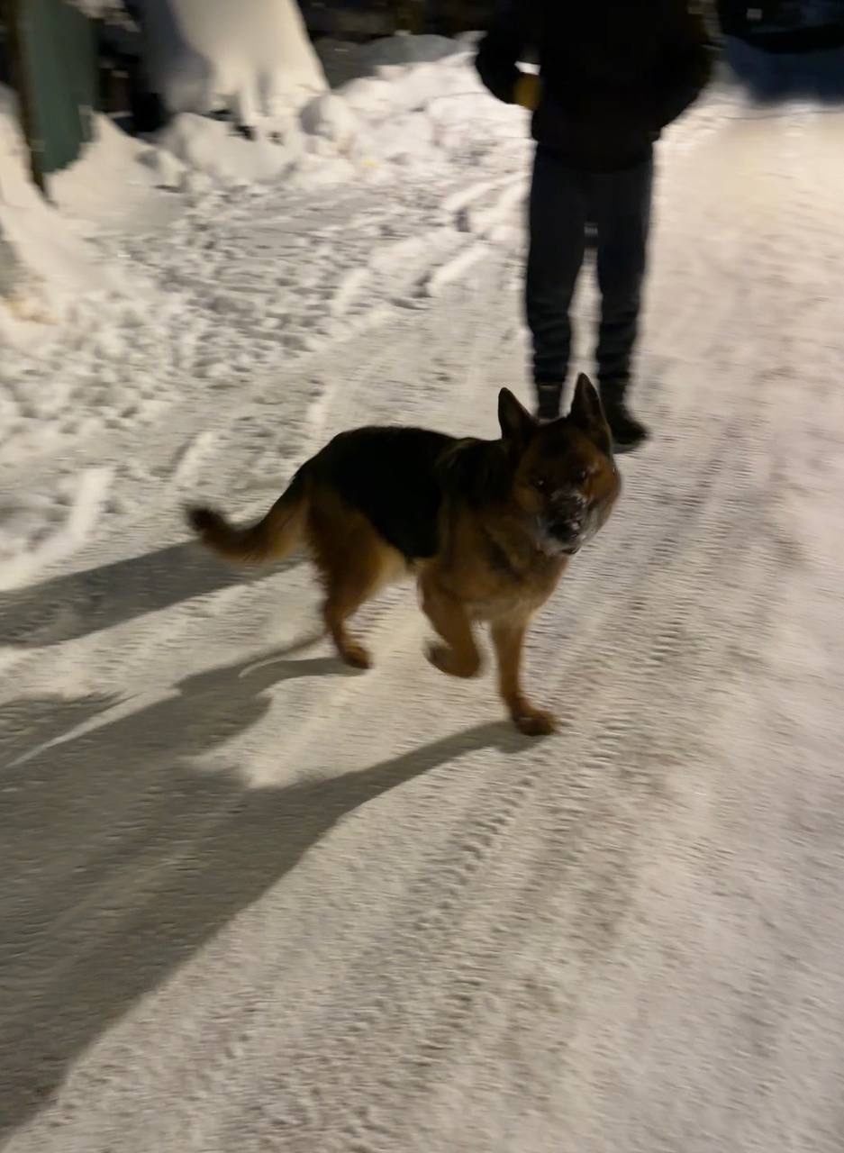 Пропала собака в Пушкине — фото объявления