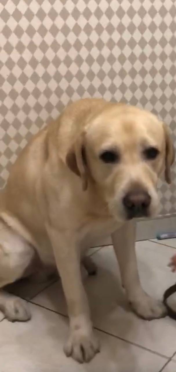 Пропала собака в Пушкине — фото объявления