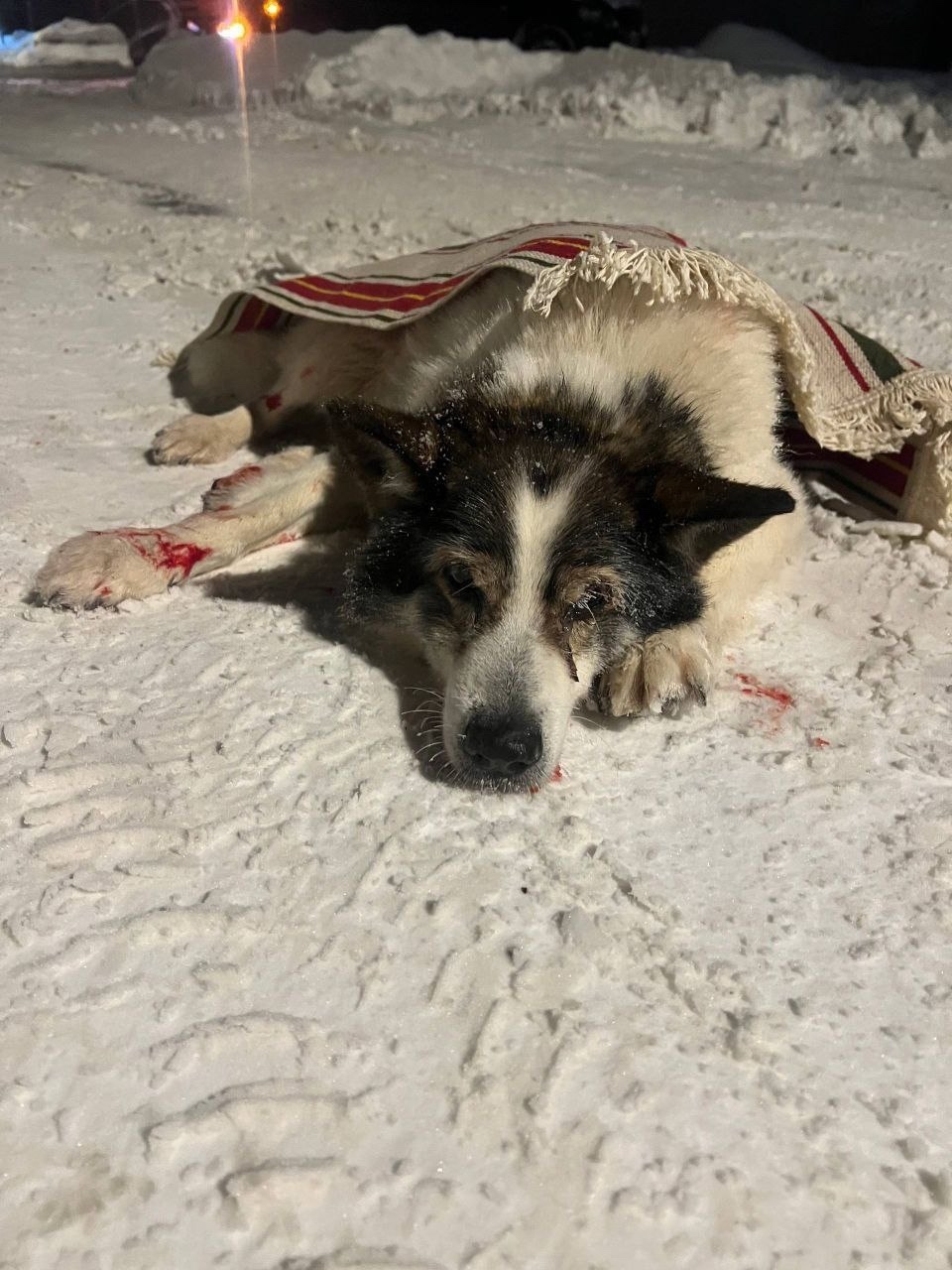 Найдена собака в Пушкине — фото объявления