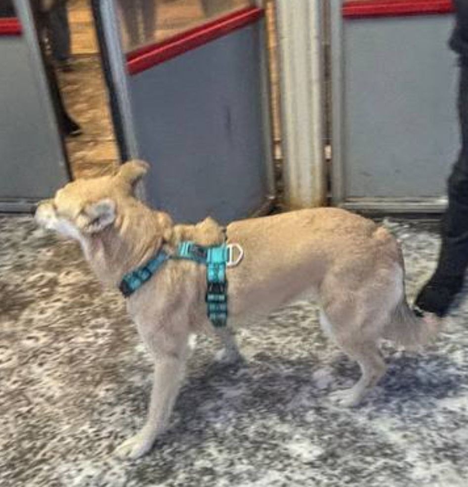 Пропала собака в Пушкине — фото объявления