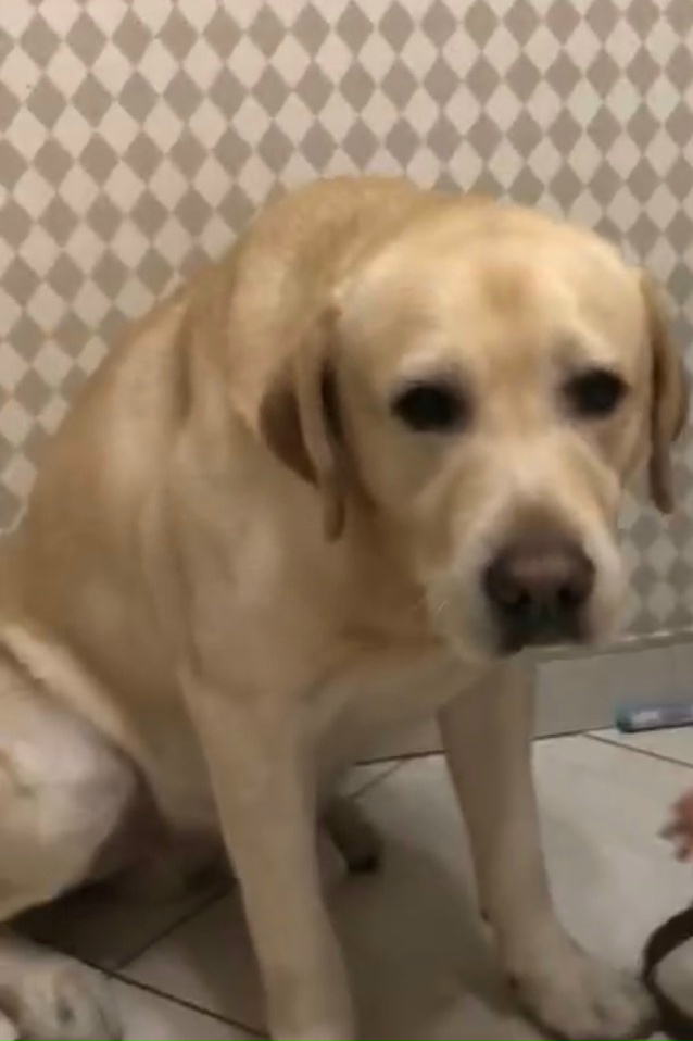 Пропала собака в Пушкине — фото объявления