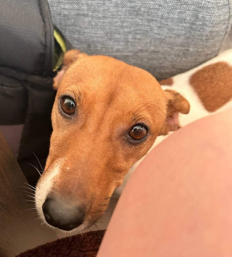 Пропала собака в Пушкине — фото объявления