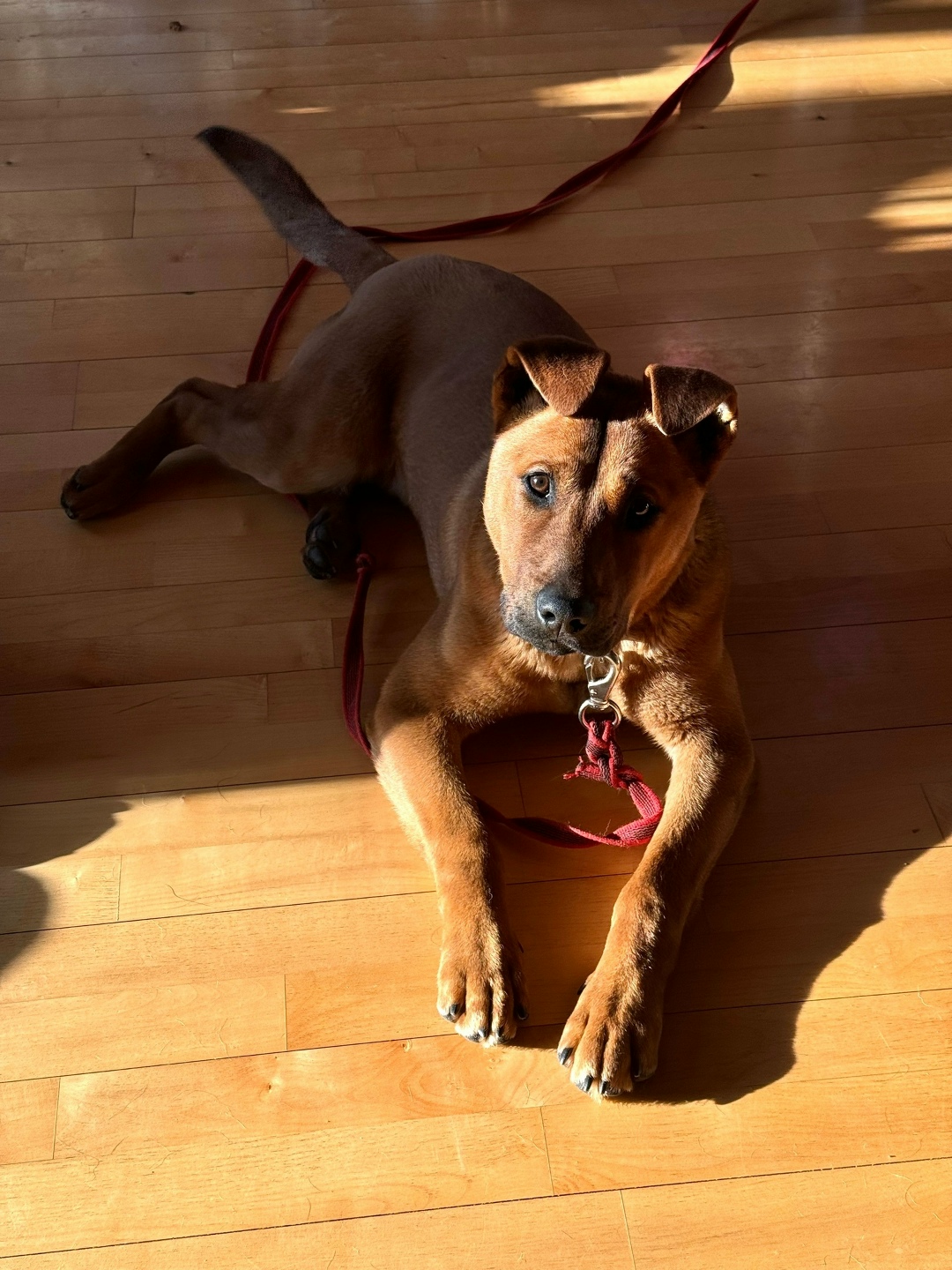 Найдена собака в Пушкине — фото объявления