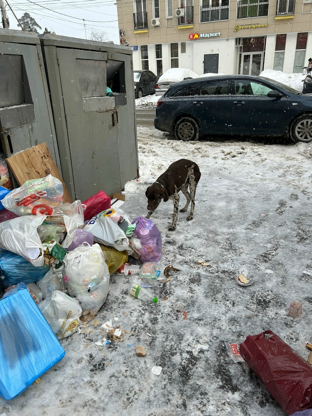 Пропала собака в Пушкине — фото объявления