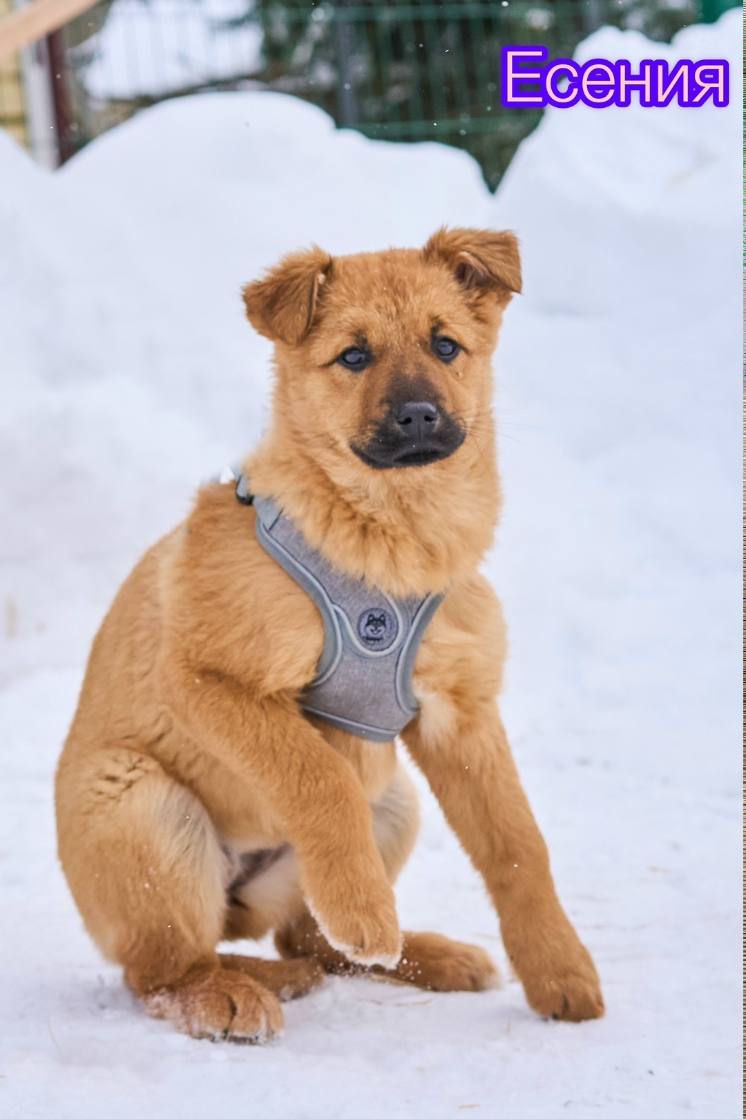 Найдена собака в Пушкине — фото объявления