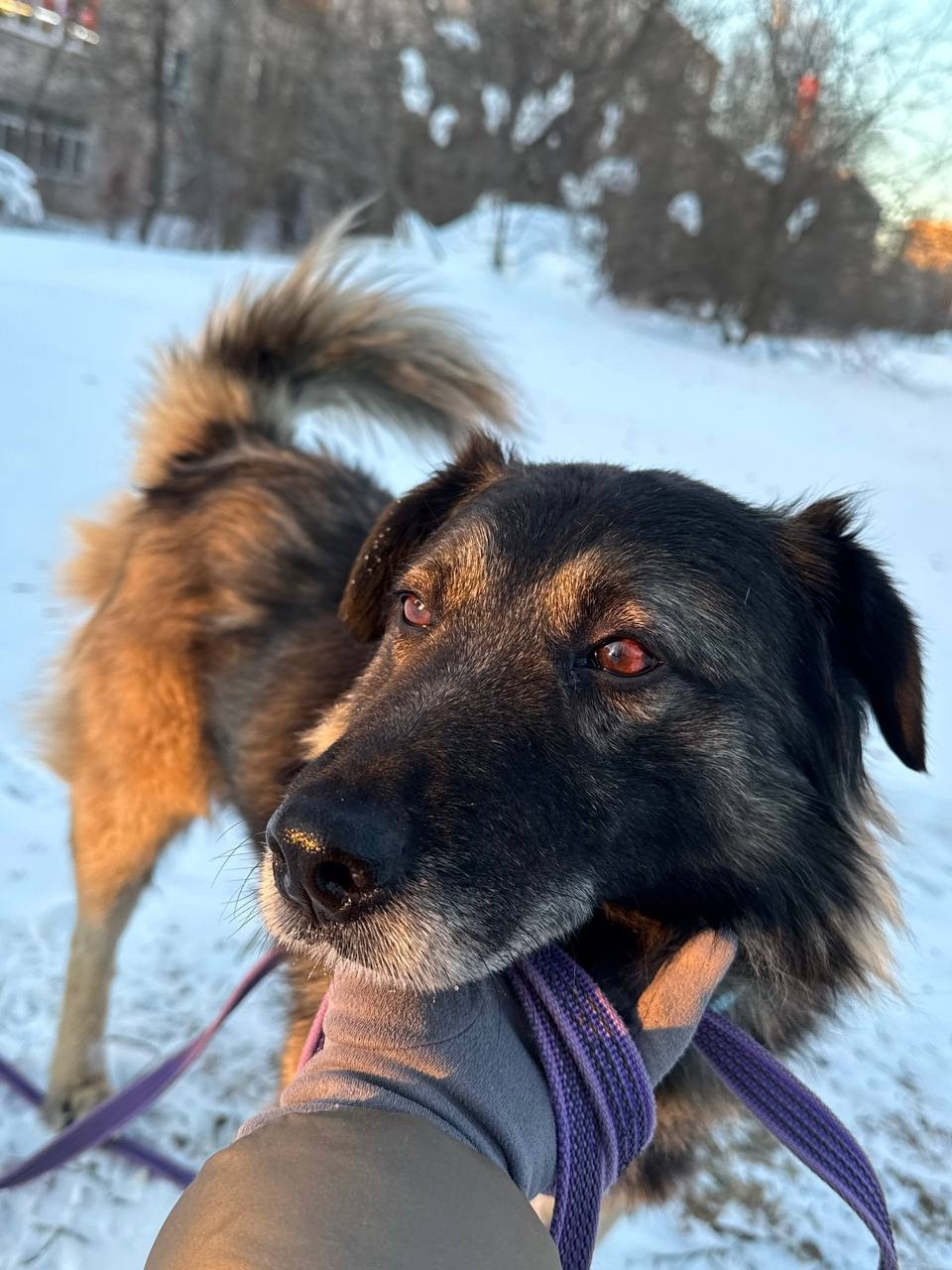 Найдена собака в Пушкине — фото объявления