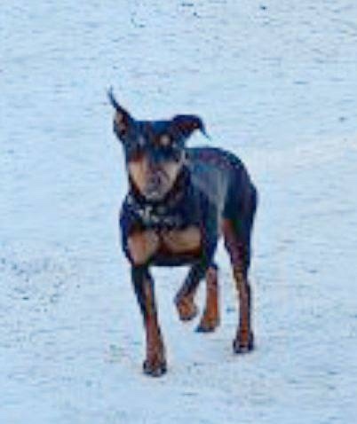 Найдена собака в Пушкине — фото объявления