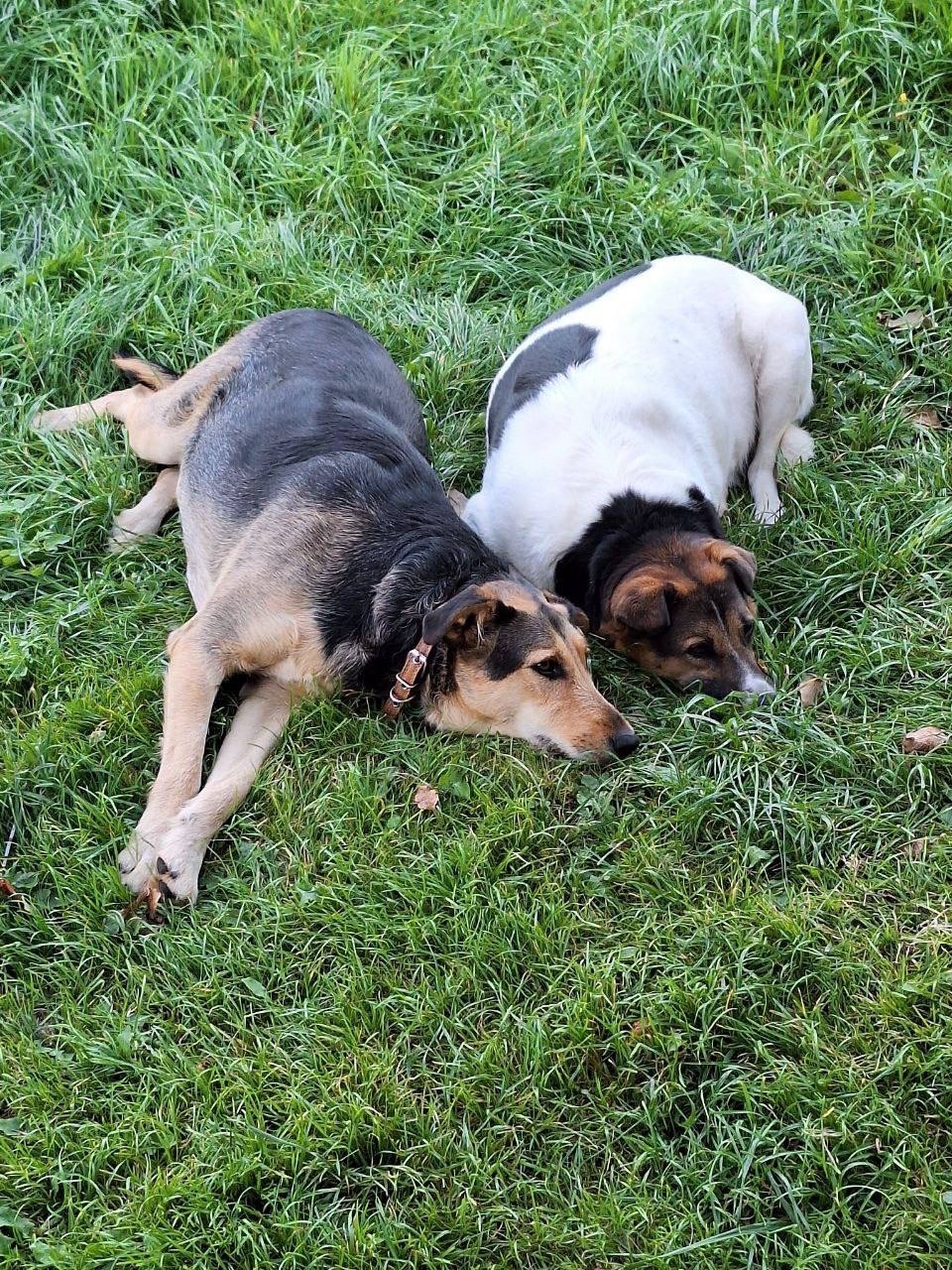 Пропала собака в Пушкине — фото объявления