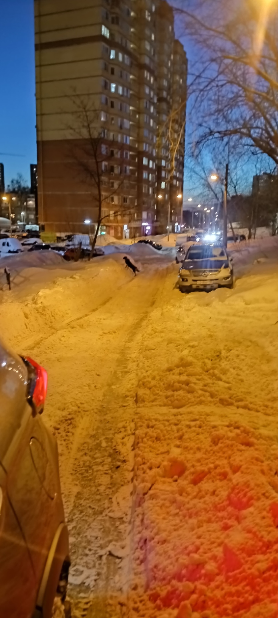 Пропала собака в Пушкине — фото объявления