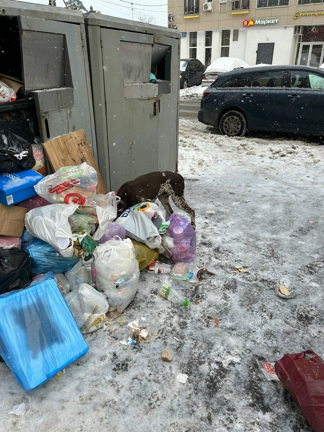 Пропала собака в Пушкине — фото объявления