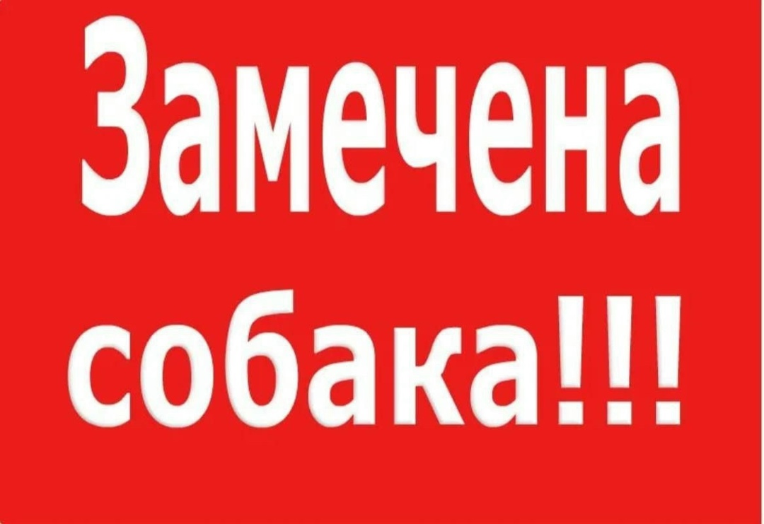 Пропала собака в Пушкине — фото объявления