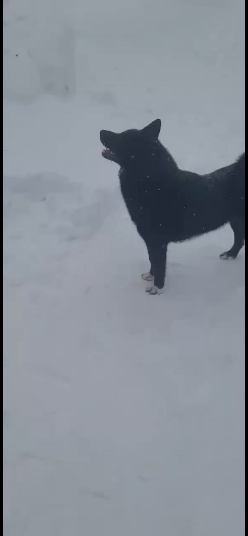 Пропала собака в Пушкине — фото объявления