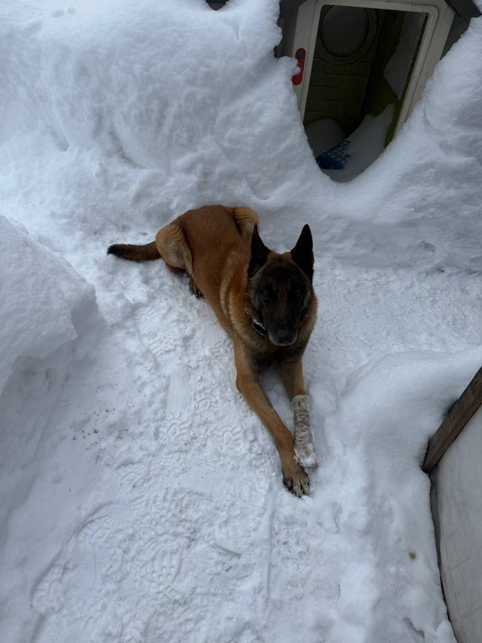 Найдена собака в Пушкине — фото объявления