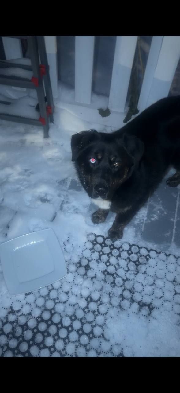 Найдена собака в Пушкине — фото объявления