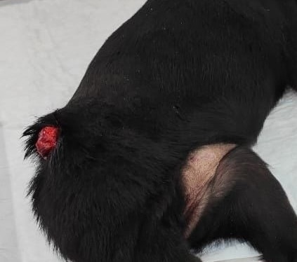 Найдена собака в Пушкине — фото объявления