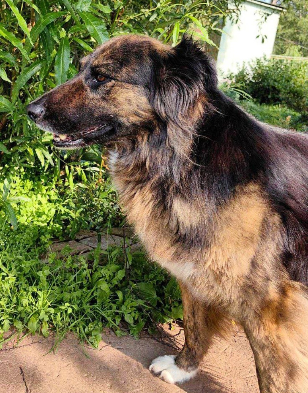 Пропала собака в Пушкине — фото объявления