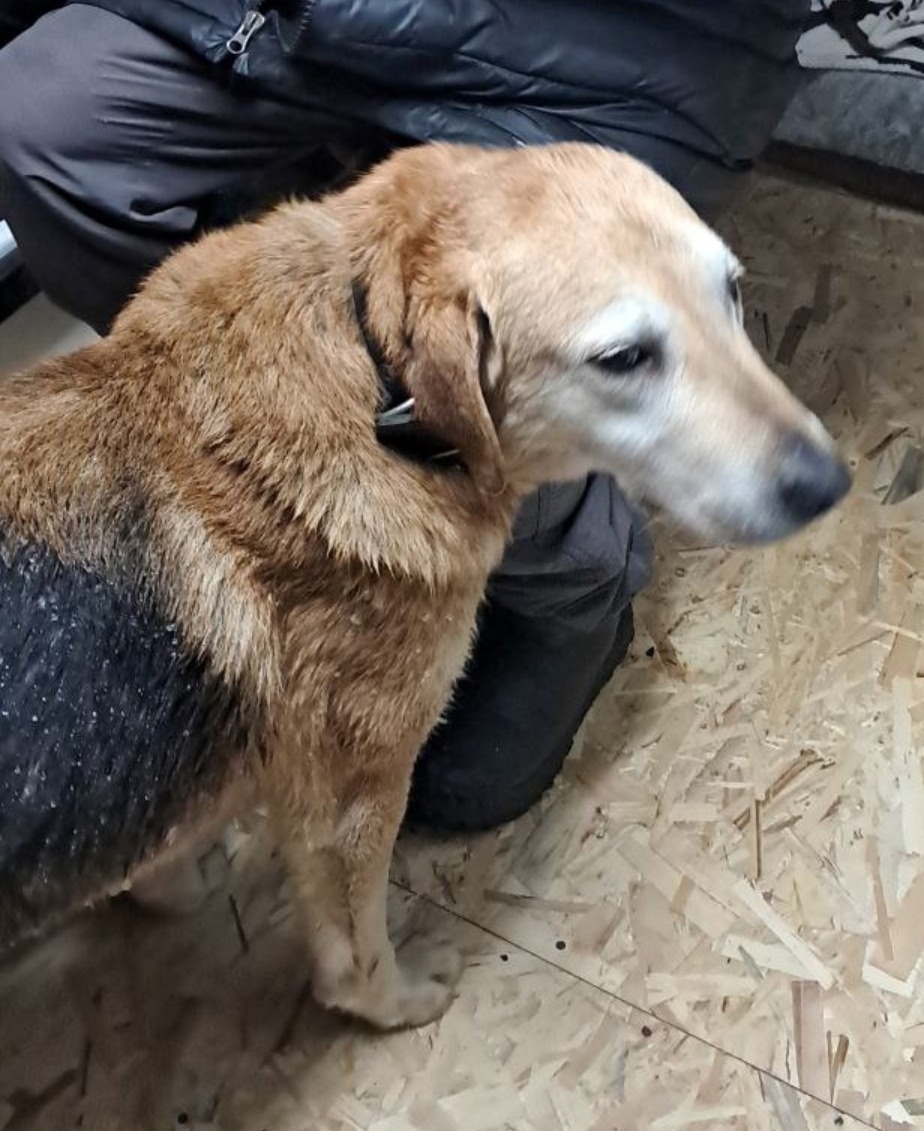 Пропала собака в Пушкине — фото объявления