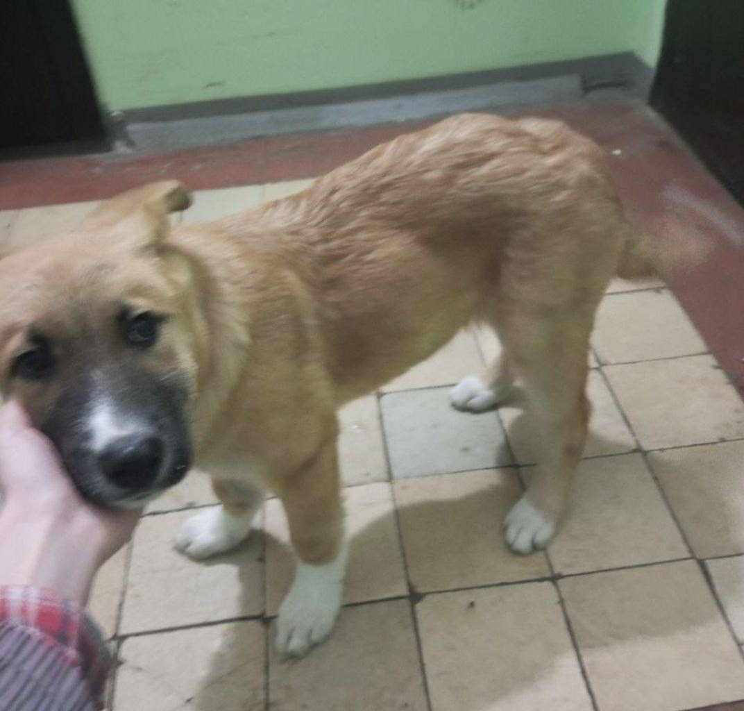 Пропала собака в Пушкине — фото объявления