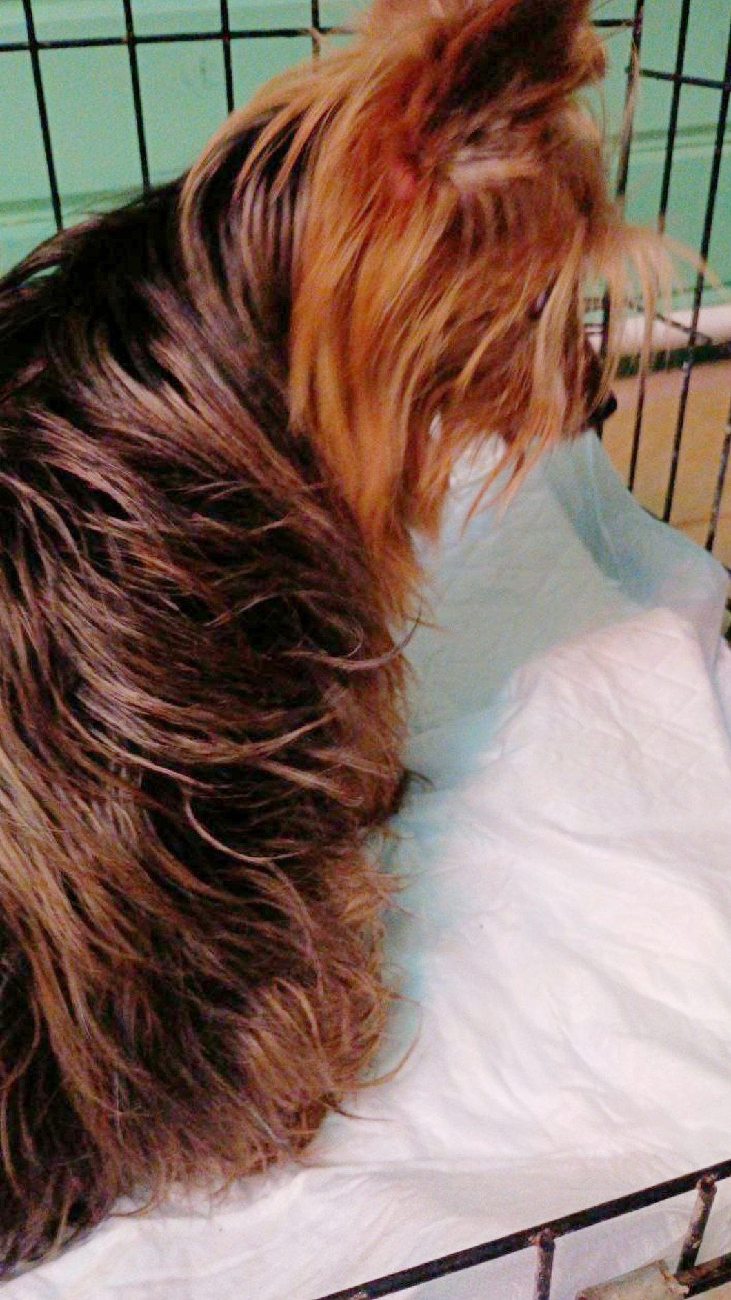 Найдена собака в Пушкине — фото объявления