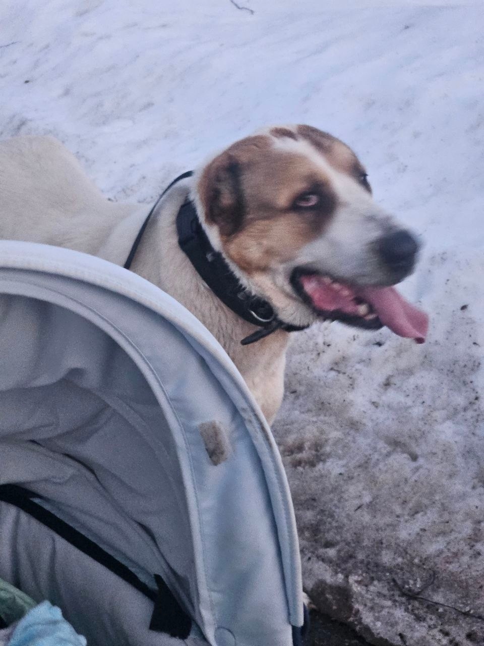 Найдена собака в Пушкине — фото объявления