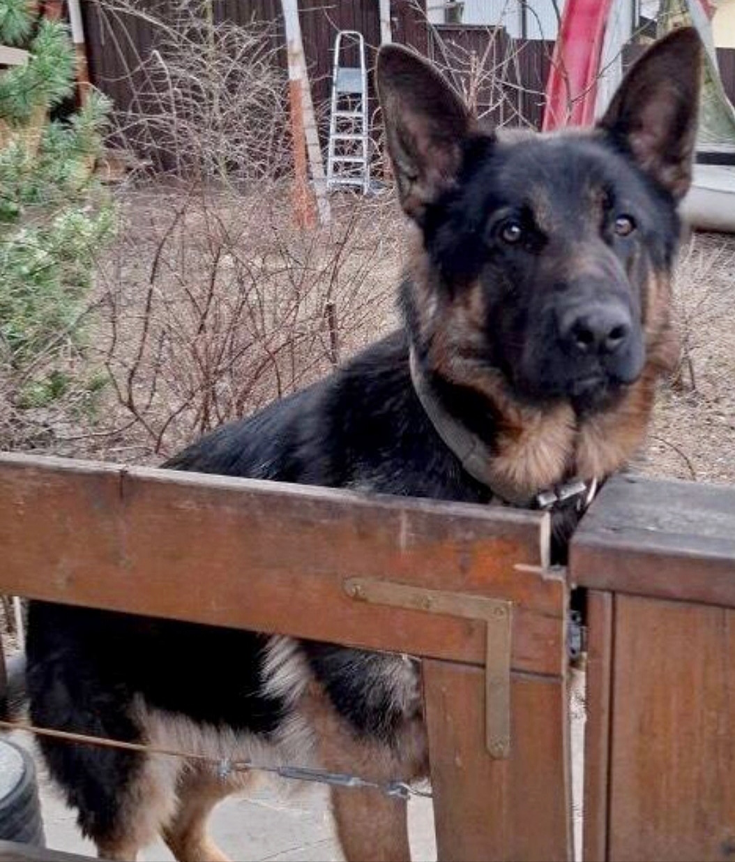 Пропала собака в Пушкине — фото объявления