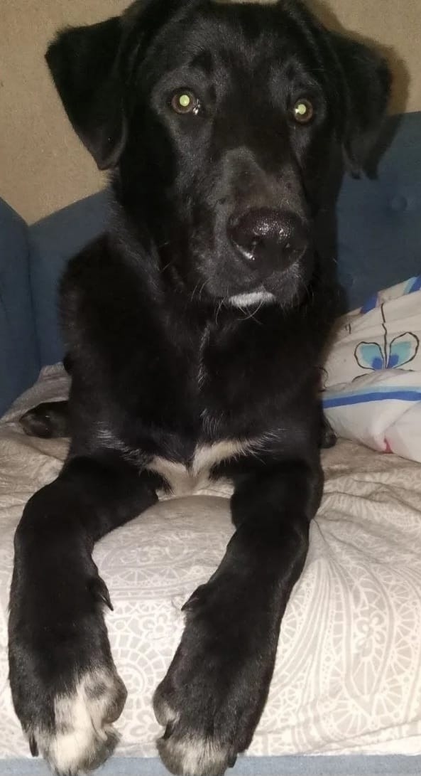 Найдена собака в Пушкине — фото объявления