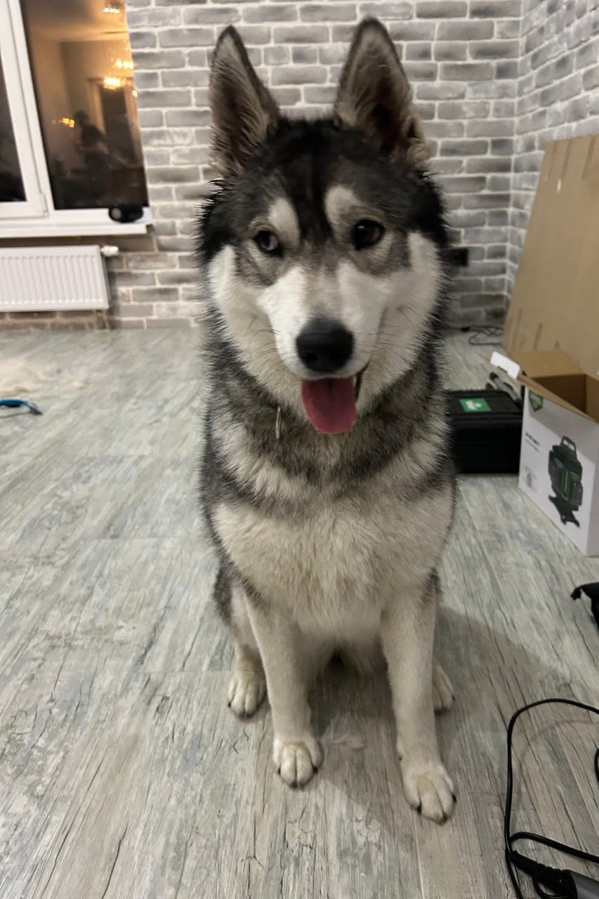 Пропала собака в Пушкине — фото объявления