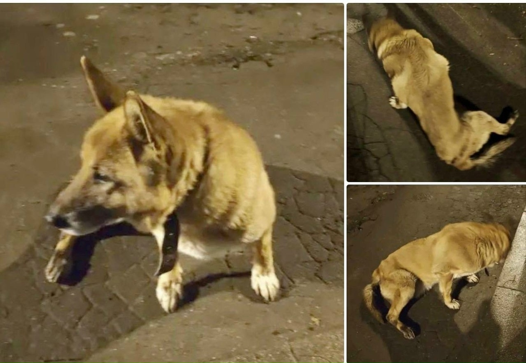 Найдена собака в Пушкине — фото объявления