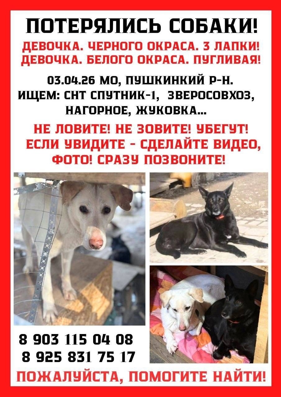 Пропала собака в Пушкине — фото объявления