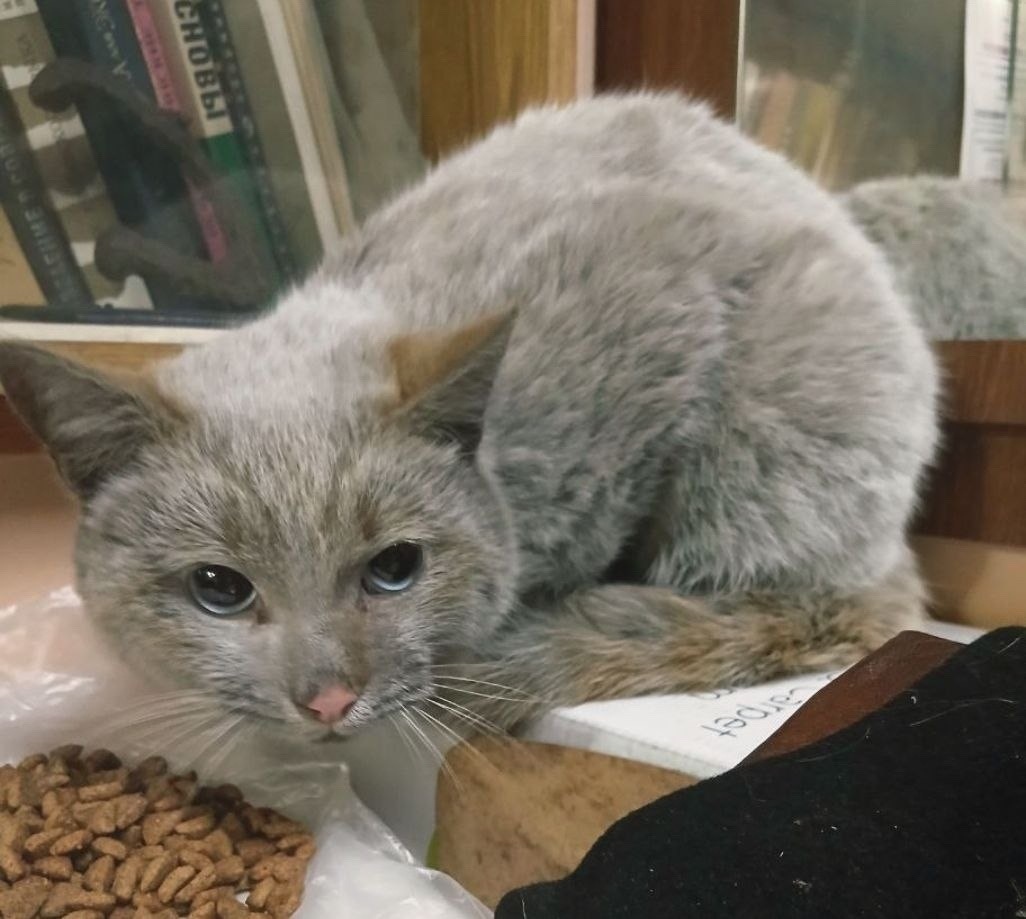 Найдена собака в Пушкине — фото объявления