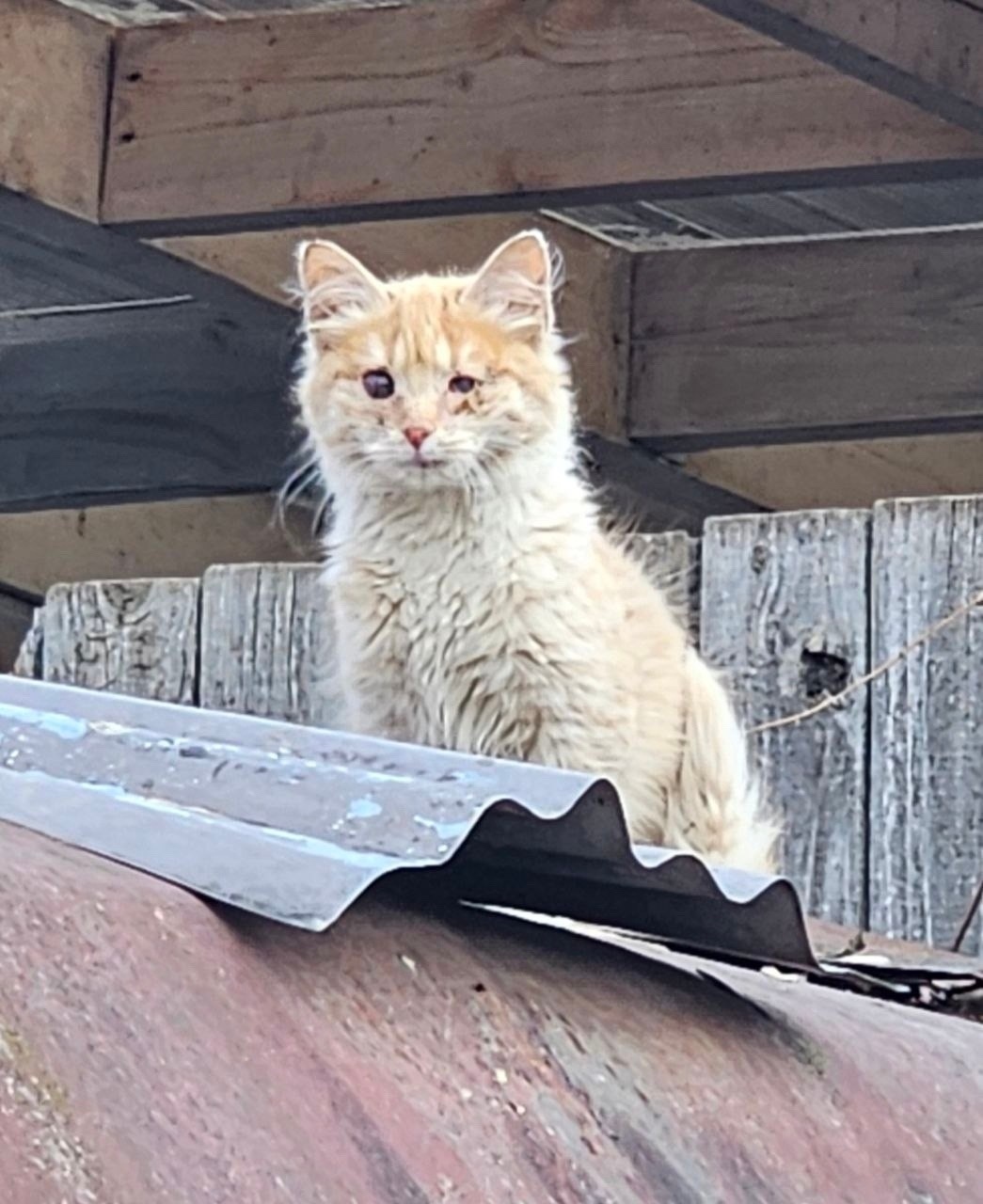 Найдена кошка в Пушкине — фото объявления