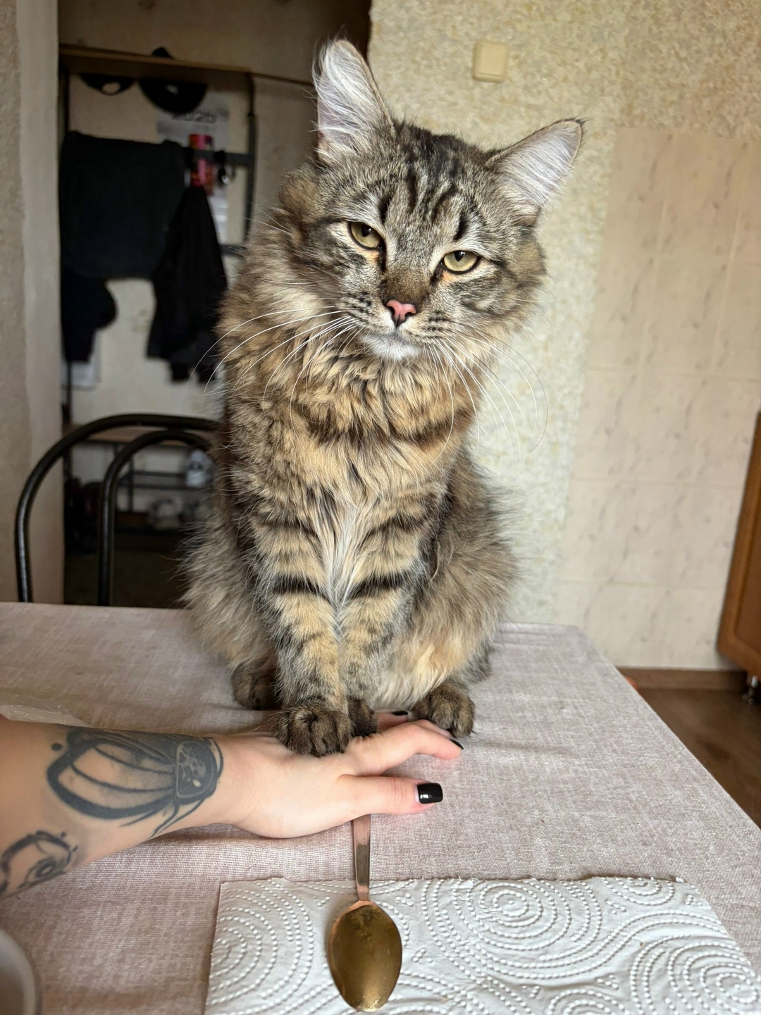 Найдена кошка в Пушкине — фото объявления