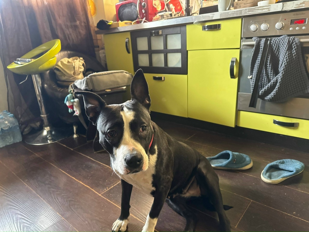 Найдена собака в Пушкине — фото объявления