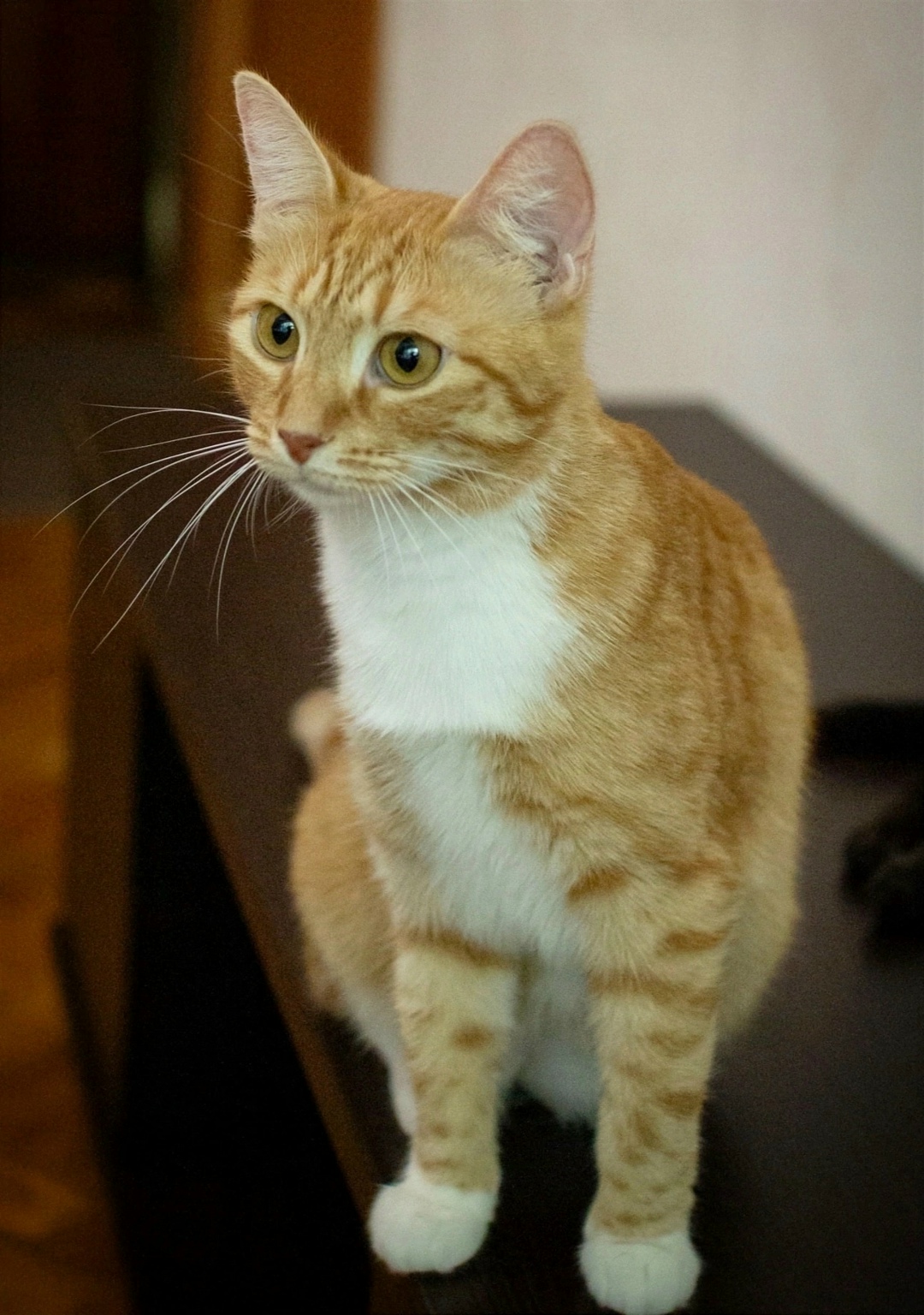 Найдена собака в Зеленограде — фото объявления